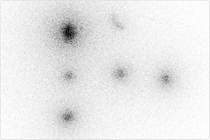 分子生物学研究部門:分子イメージング施設 |組織|日本歯科大学新潟生命歯学部 先端研究センター