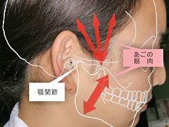 あごの関節 歯ぎしり外来 診療 外来のご案内 日本歯科大学新潟病院